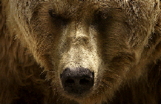 Der Bär Der Bär, Verbündeter in der Kräutermedizin